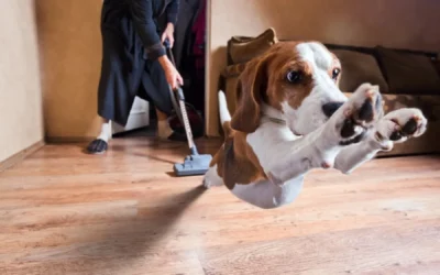 7 House Cleaning Tips Every Dog Owner Needs to Know