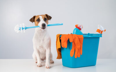 Cleaning Your Household If Having Pets
