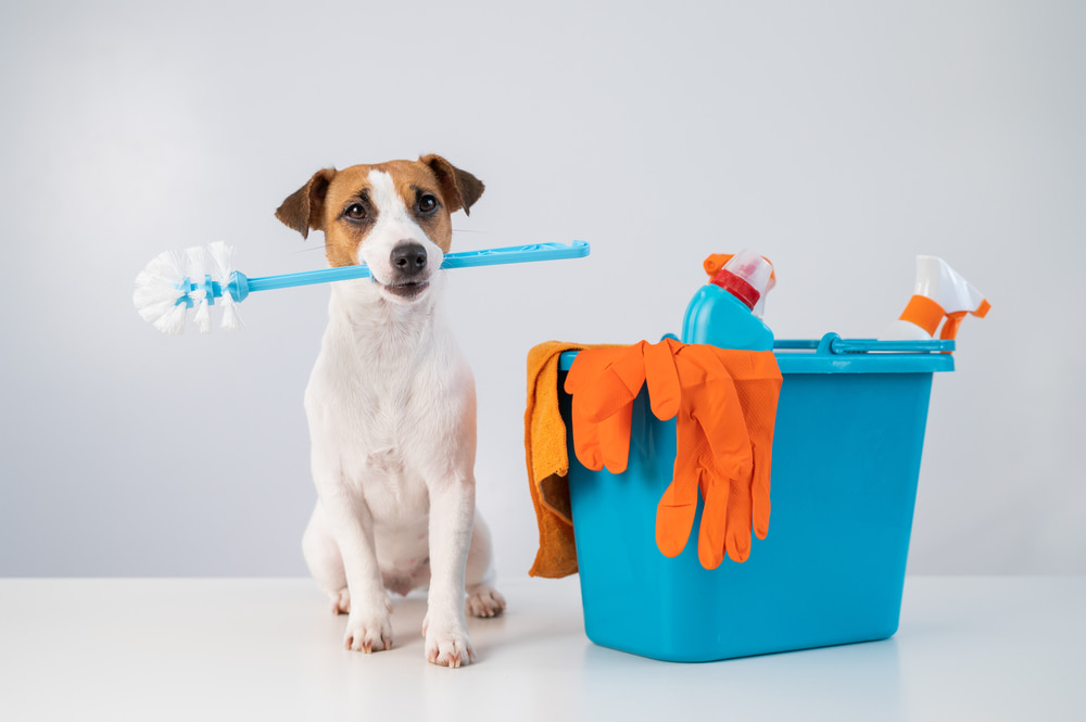 Cleaning Your Household If Having Pets